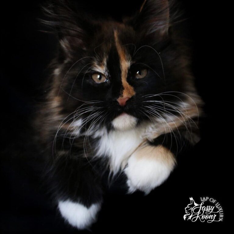 maine coon tortie kitten with her paw under her chest 11 weeks old