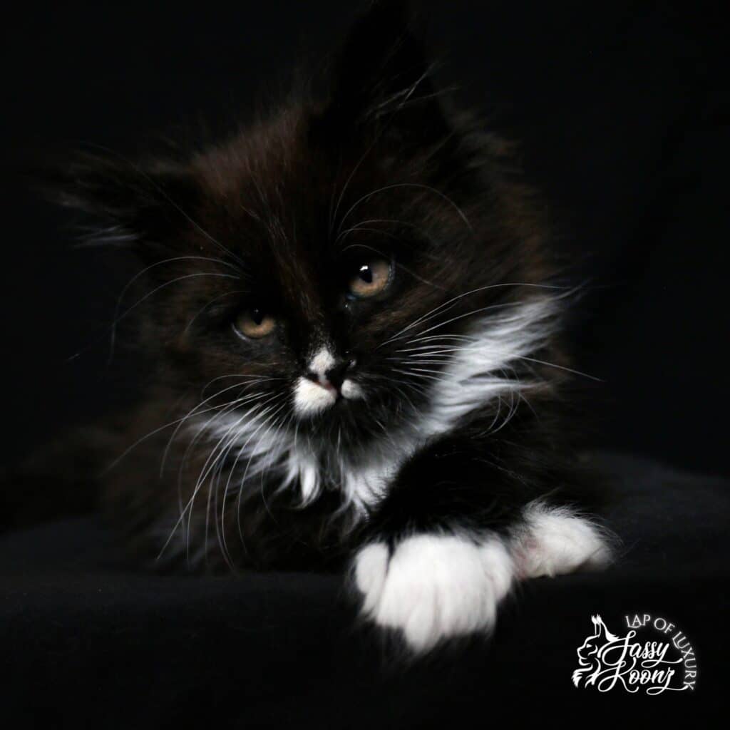 black-white-maine-coon-cat-thirty-beautiful ⋆ Sassy Koonz Maine Coon Cattery black and white maine coon cat thirty beautiful