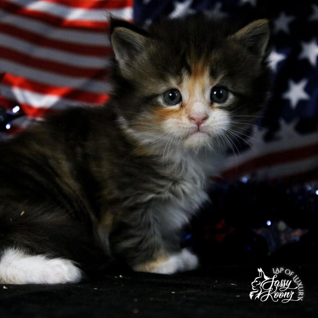 calico-tabby-maine-coon-kitten-crow-baby ⋆ Sassy Koonz Maine Coon Cattery calico tabby maine coon kitten crow baby