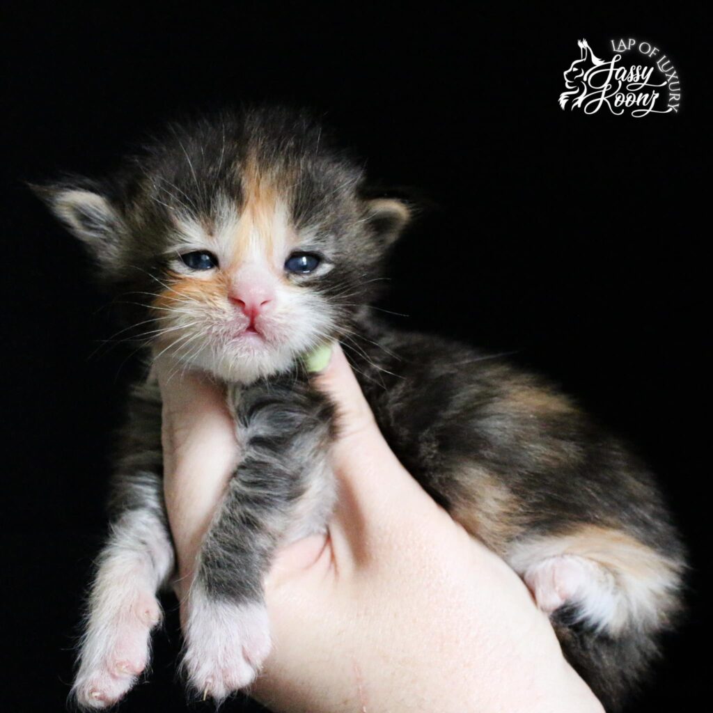 crow-3-weeks-old ⋆ Sassy Koonz Maine Coon Cattery