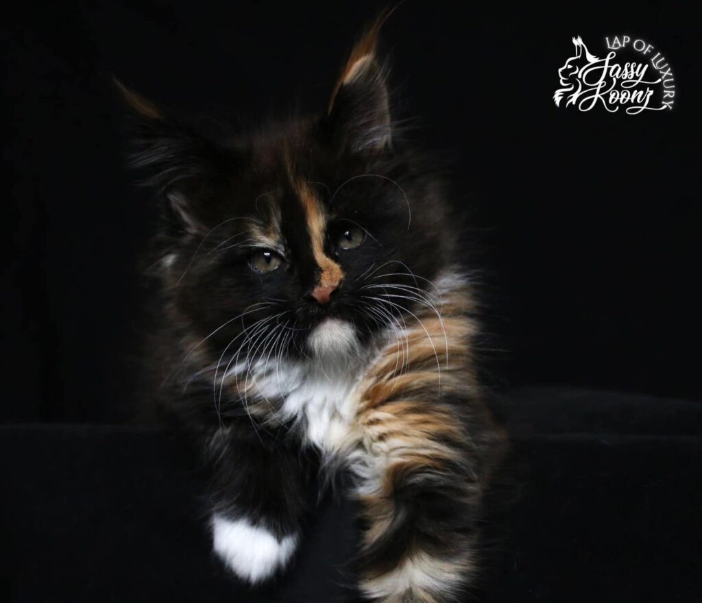 giant-maine-coon-kittens-for-sale-mocky-calico-sexy ⋆ Sassy Koonz Maine Coon Cattery giant maine coon kittens for sale mocky calico sexy black