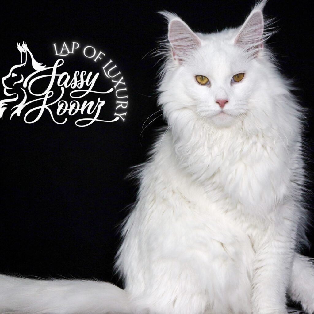 gorgeous-white-maine-coon-female-magic ⋆ Sassy Koonz Maine Coon Cattery gorgeous white maine coon female magic 8 months old