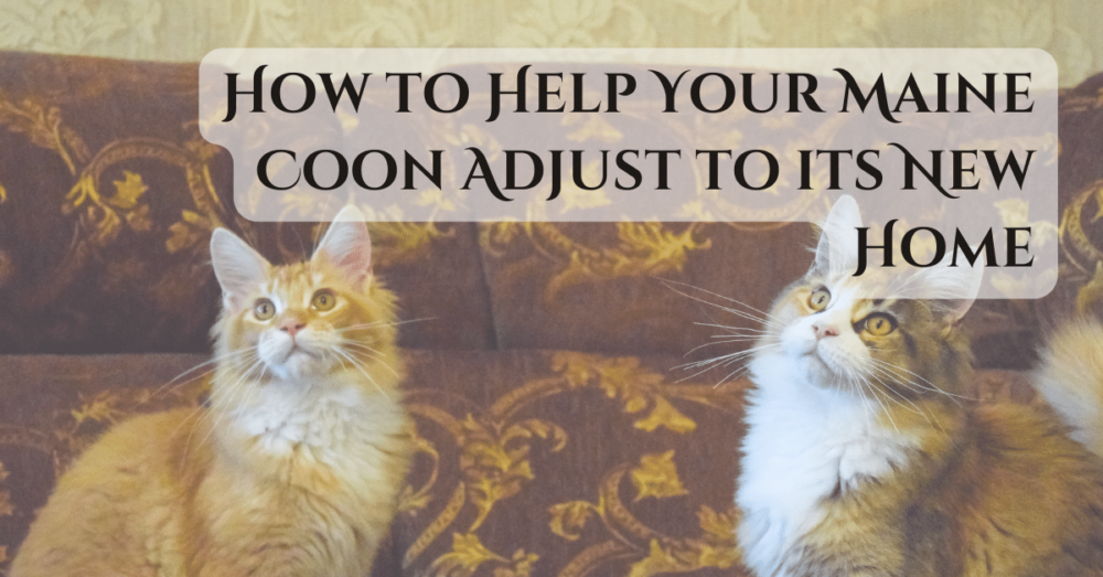 how to help your maine coon adjust to its new home