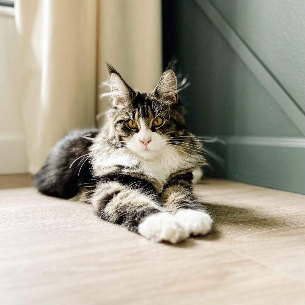 jacky-maine-coon-cat-paws-front ⋆ Sassy Koonz Maine Coon Cattery jacky maine coon cat paws front