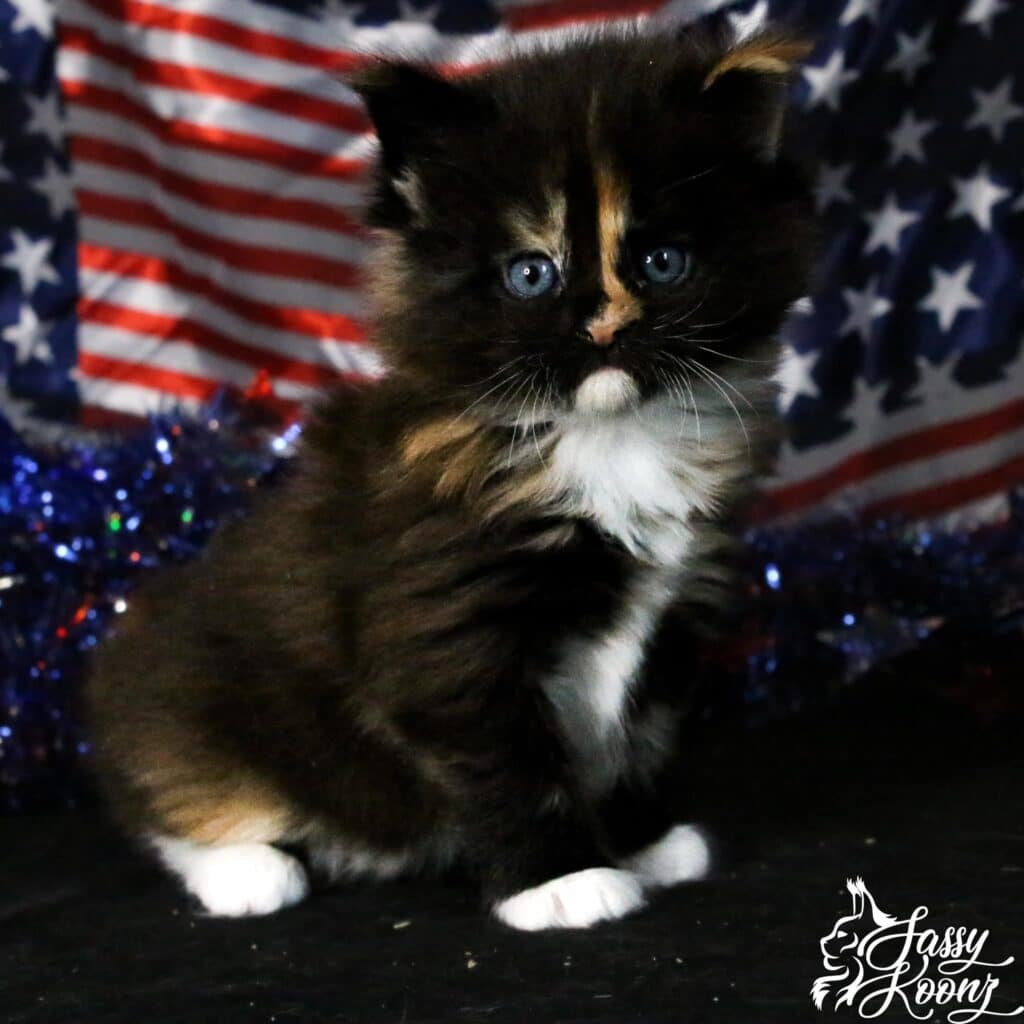 maine-coon-cat-july-flag-american ⋆ Sassy Koonz Maine Coon Cattery maine coon cat july american flag