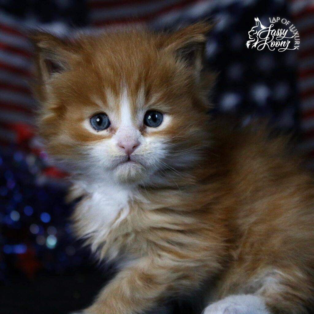 maine coon cat red boy redneck