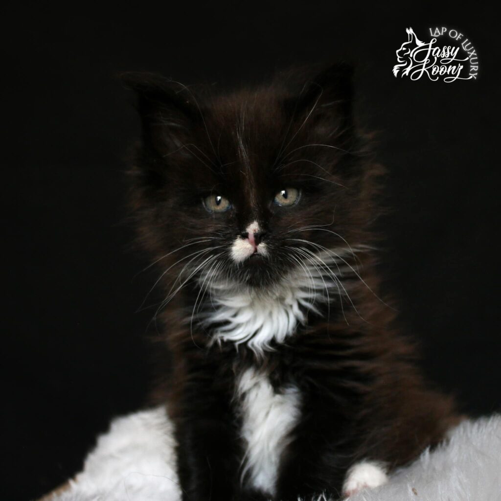 maine-coon-cats-for-sale-black-white ⋆ Sassy Koonz Maine Coon Cattery maine coon cats for sale black and white