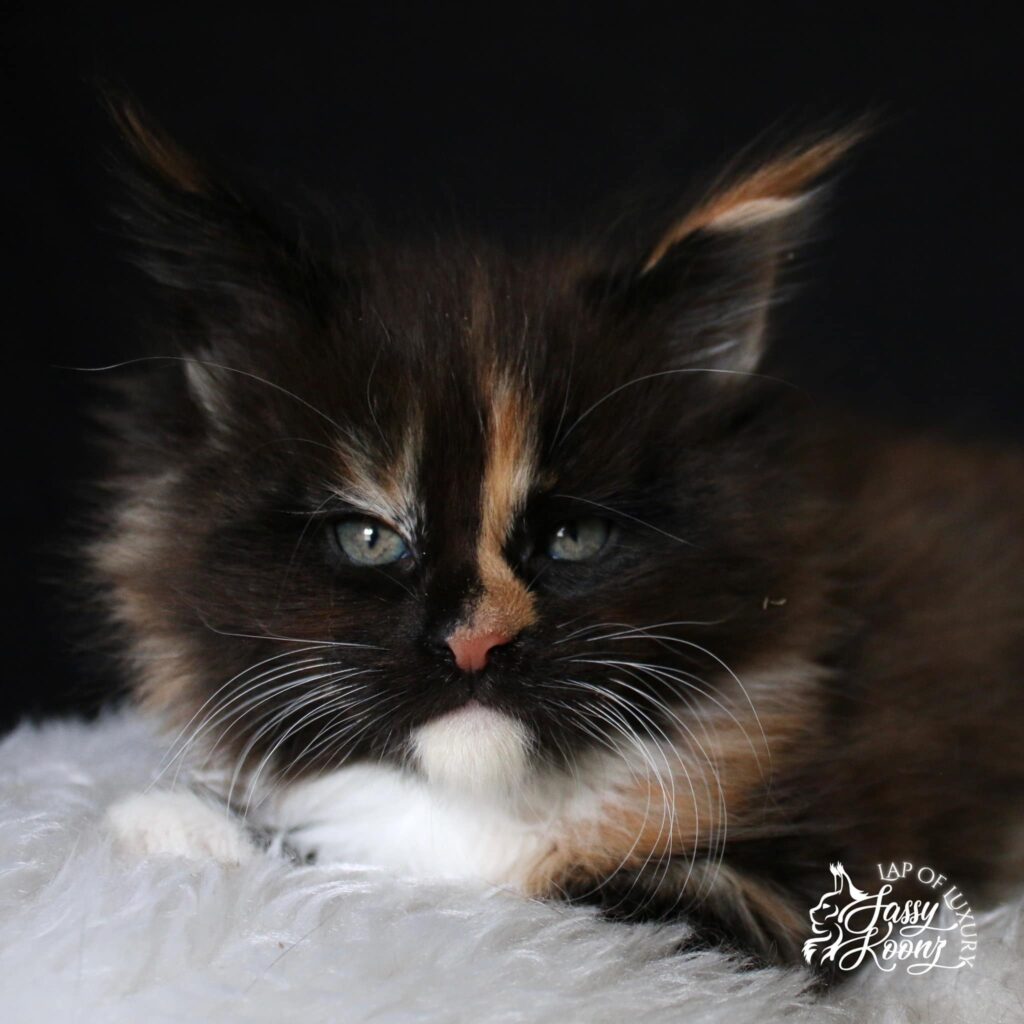 maine-coon-cats-for-sale-mockingbird ⋆ Sassy Koonz Maine Coon Cattery maine coon cats for sale mockingbird