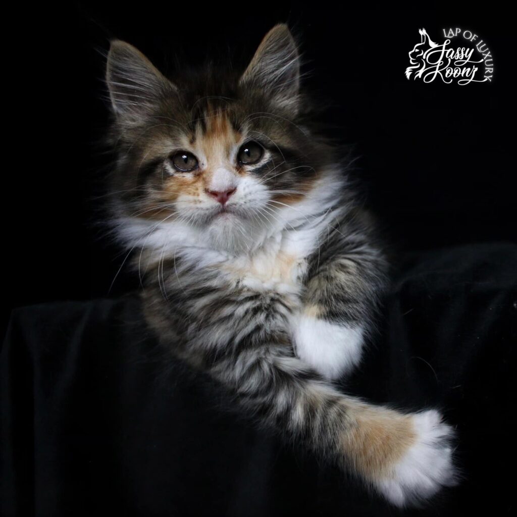 maine-coon-girl-kitten-crow-torbie ⋆ Sassy Koonz Maine Coon Cattery maine coon girl kitten Crow Torbie paw hanging pose