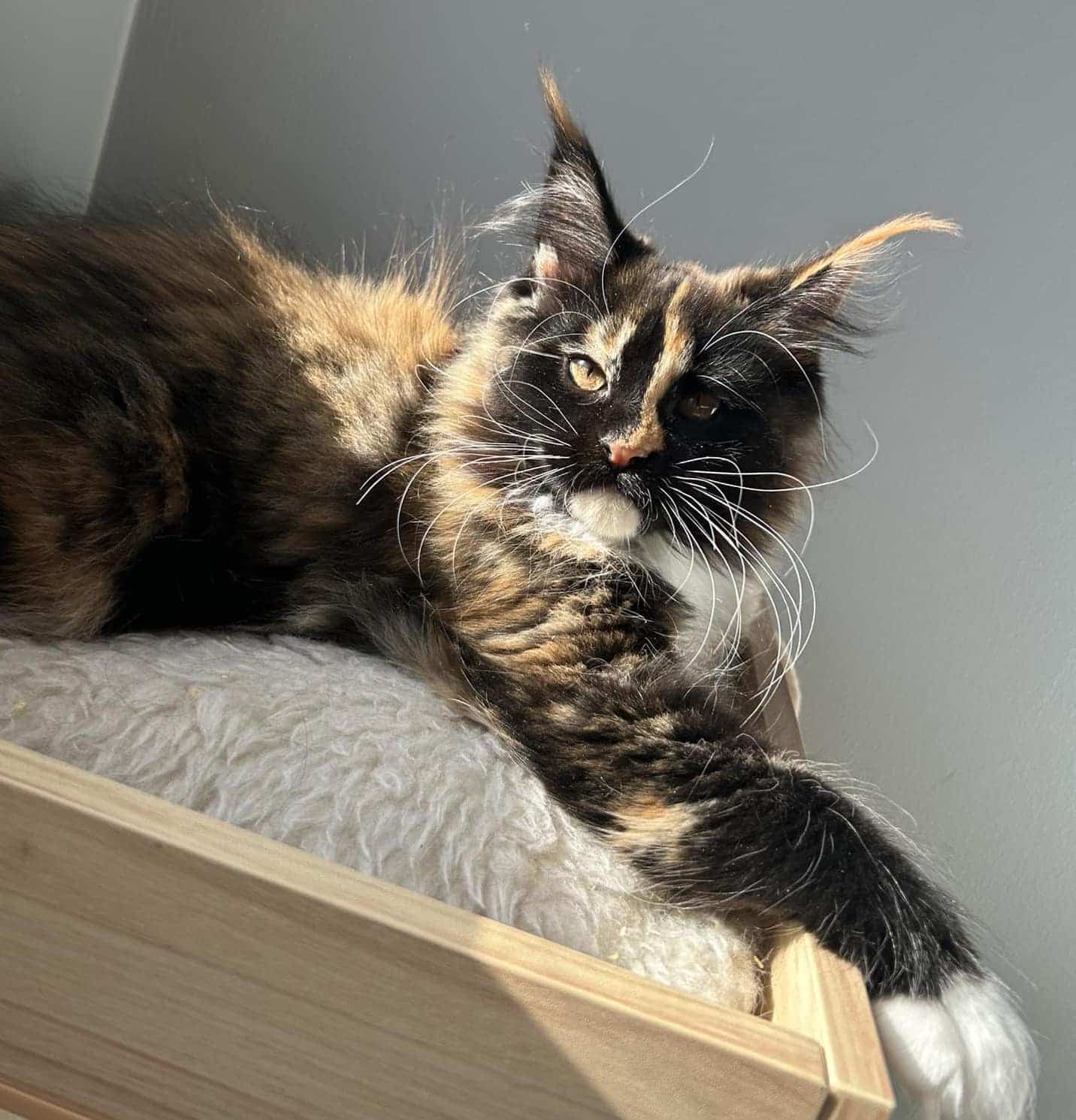 maine-coon-kitten-mocky-european ⋆ Sassy Koonz Maine Coon Cattery european maine coon kitten ocky