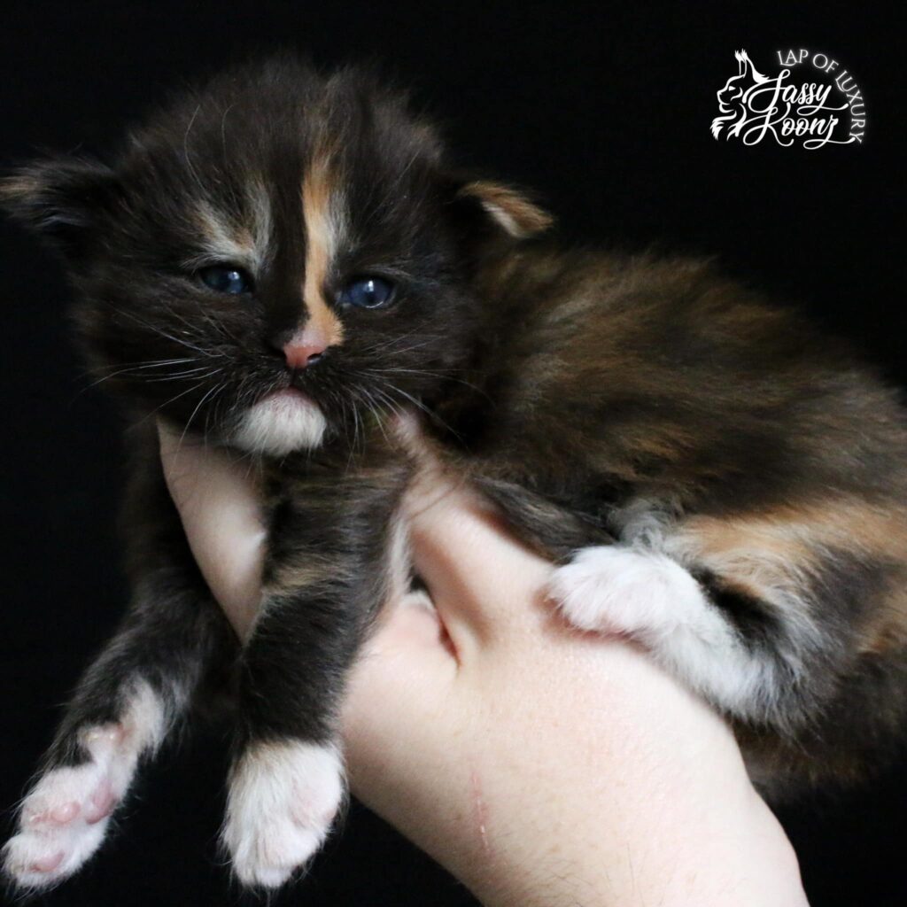 mockingbird-3-week-old-maine-coon-kitten ⋆ Sassy Koonz Maine Coon Cattery