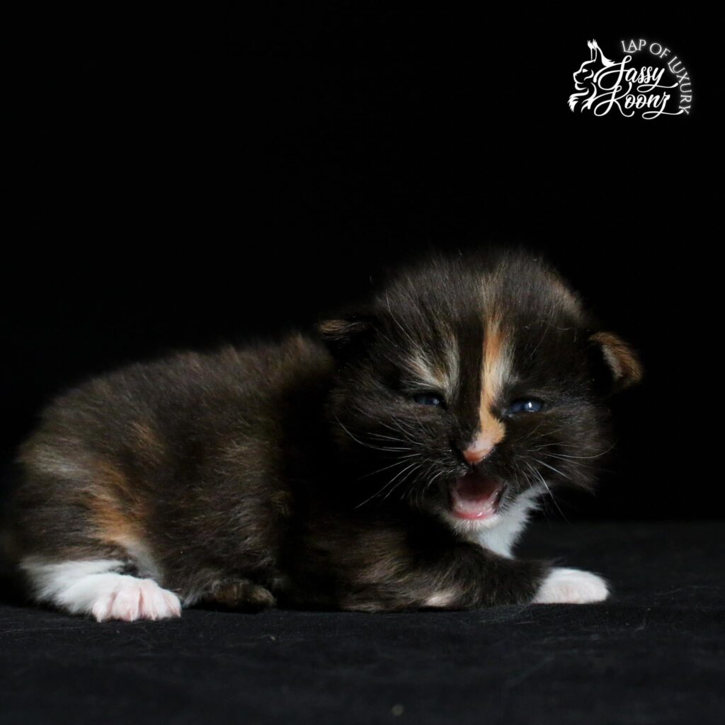 mockingbird 3 week old meowing maine coon kitten ⋆ Sassy Koonz Maine Coon Cattery sassy koonz maine coon kitten mockingbird, meowing, calico
