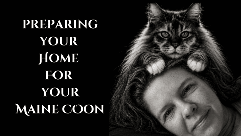 preparing your home for maine coon featured image
