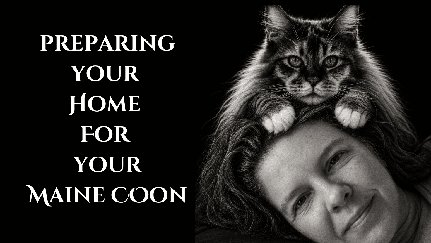 preparing your home for maine coon featured image