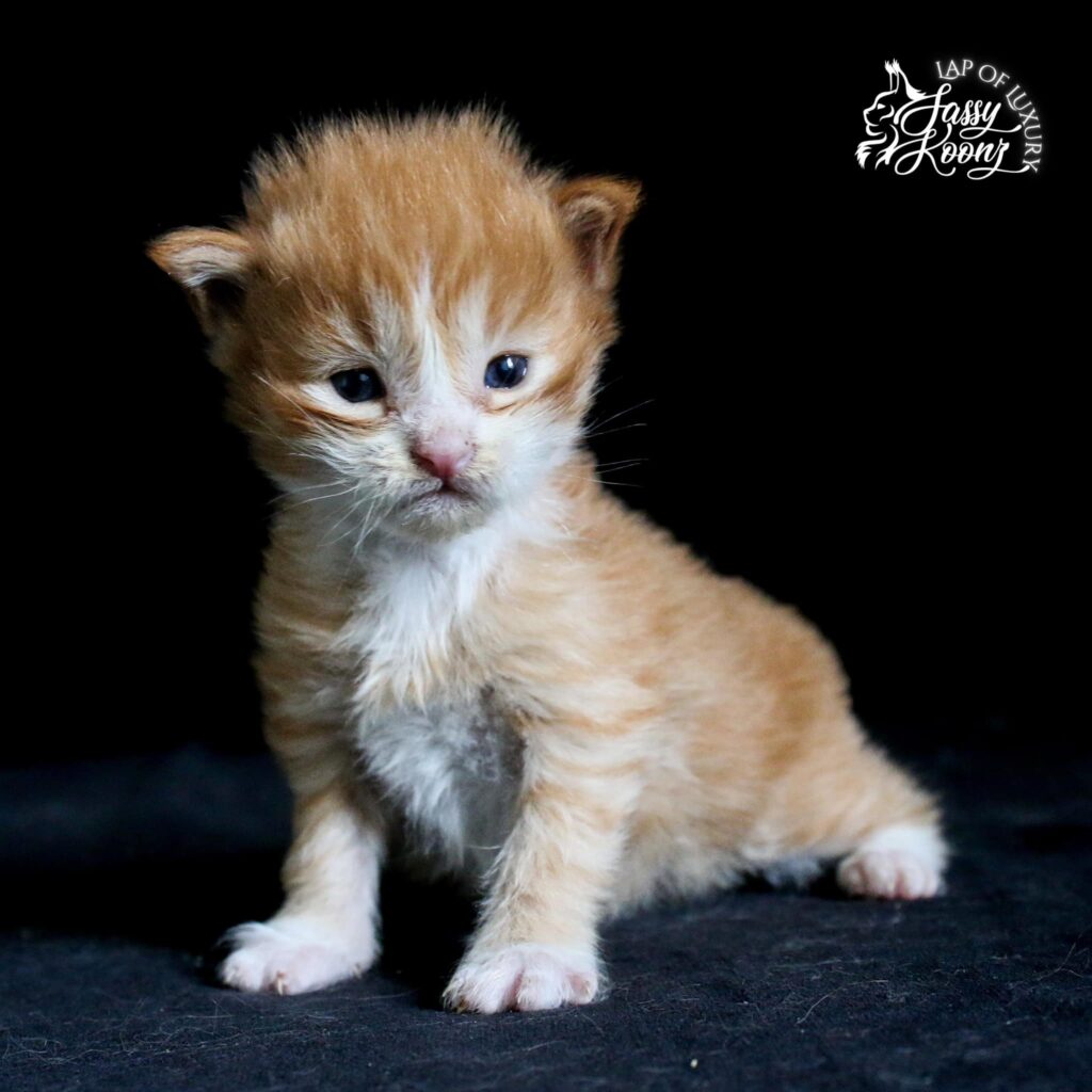 Male
NOT YET AVAILABLE