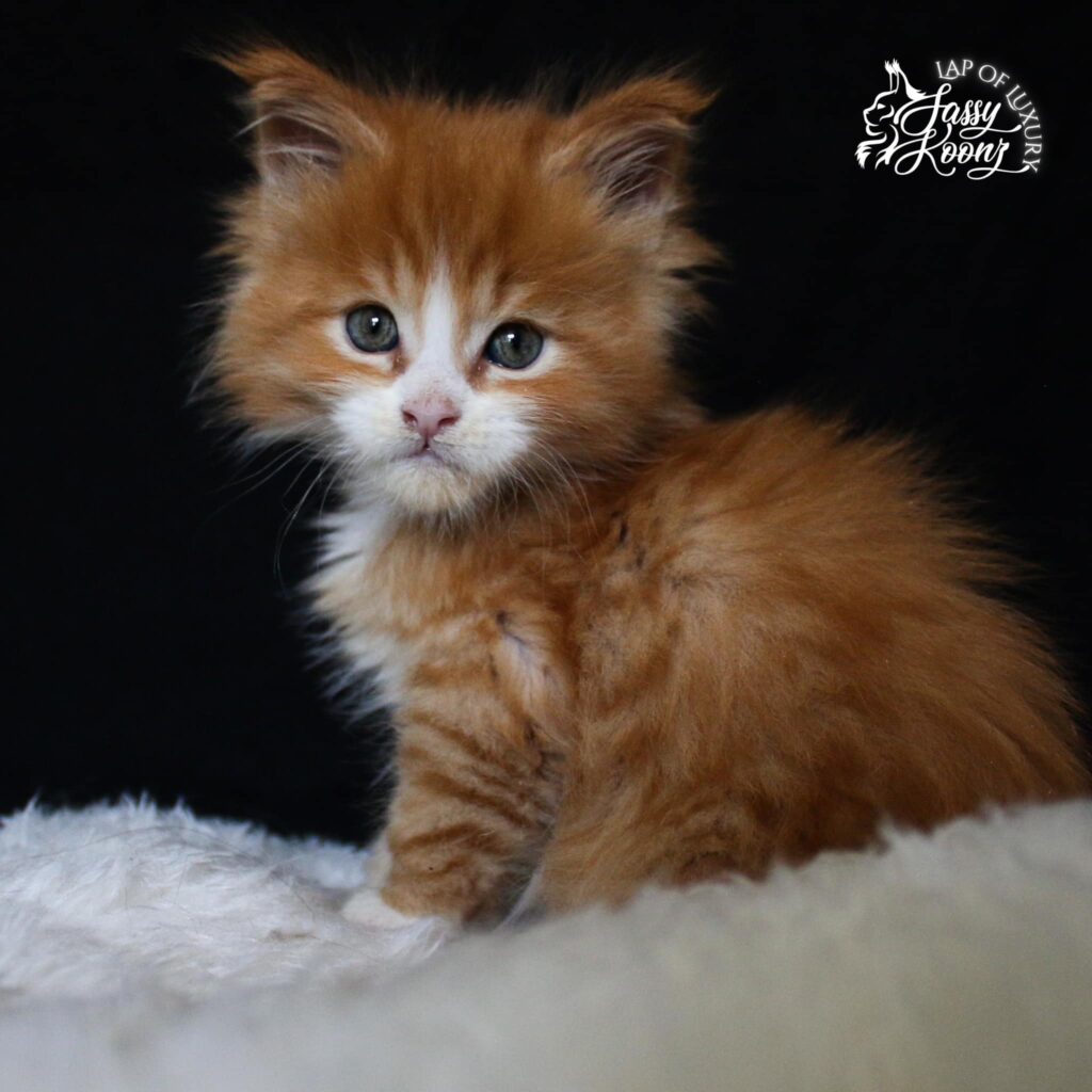 redneck-maine-coon-cats-for-sale-orange ⋆ Sassy Koonz Maine Coon Cattery redneck maine coon cats for sale orange
