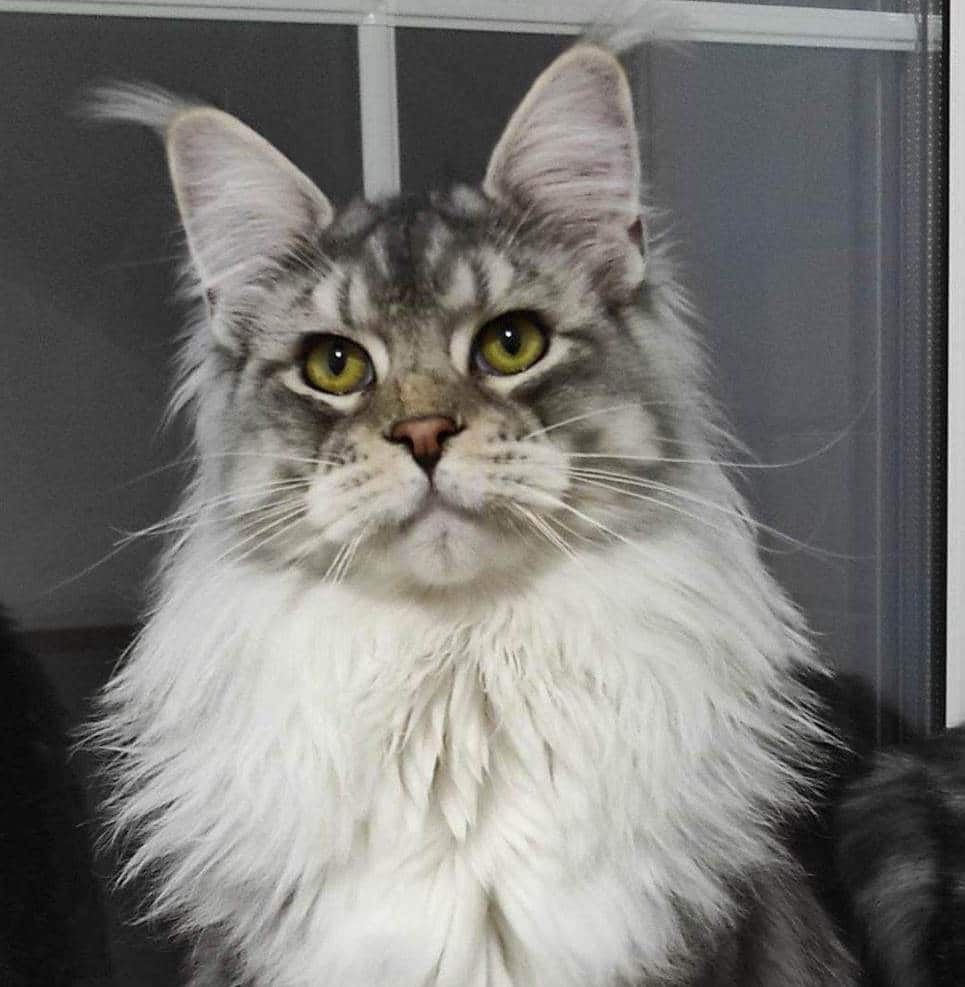 silver-maine-coon-cat-cosmos ⋆ Sassy Koonz Maine Coon Cattery