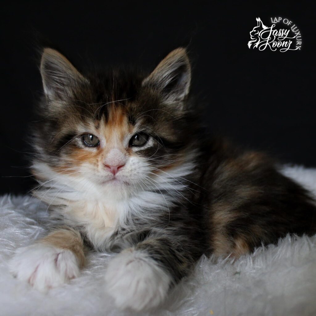 torbie-maine-coon-cat-for-sale-crow ⋆ Sassy Koonz Maine Coon Cattery torbie maine coon cat for sale crow