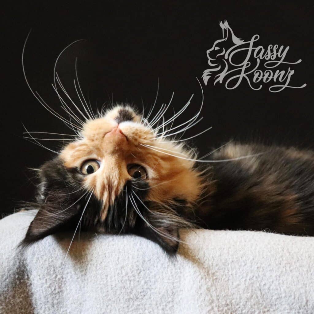 calico-maine-coon-kitten-upside-down-cute ⋆ Sassy Koonz Maine Coon Cattery calico maine coon kitten upside down cute
