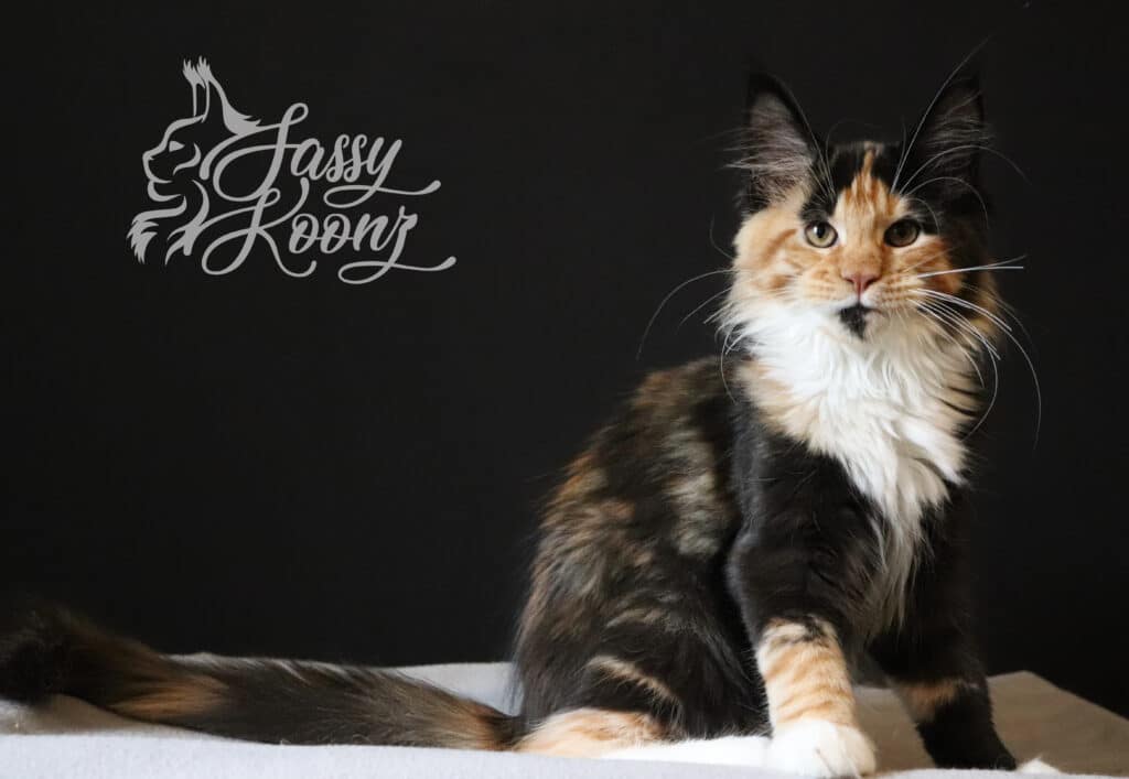 if-looks-could-kill-tortie-maine-coon-kitten ⋆ Sassy Koonz Maine Coon Cattery Killy - beautiful tortie maine coon kitten