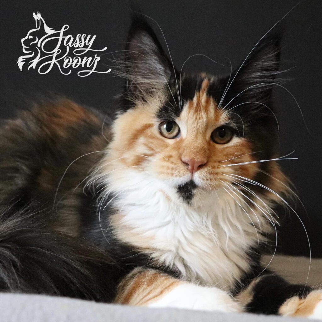 maine-coon-calico-for-sale-killy ⋆ Sassy Koonz Maine Coon Cattery maine coon calico for sale killy