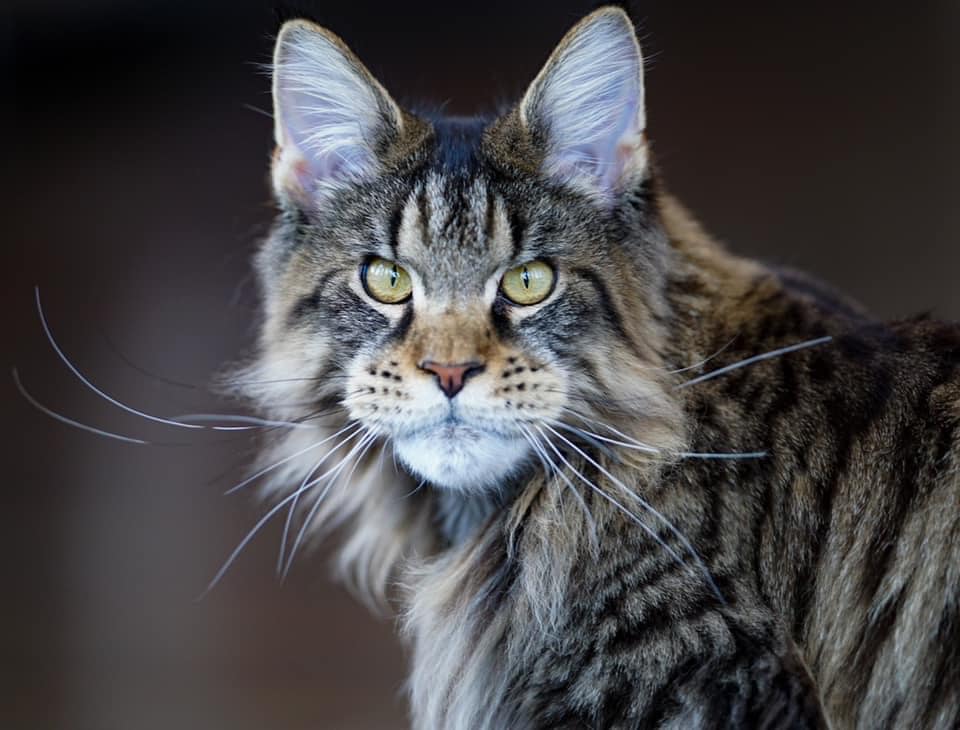 Maine Coon Kittens For Sale