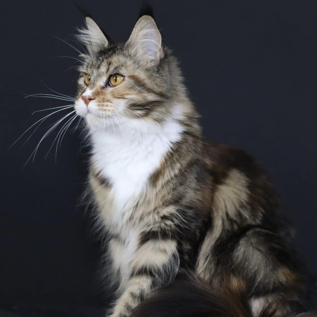 big-maine-coon-cat-kleopatra ⋆ Sassy Koonz Maine Coon Cattery big maine coon cat kleopatra