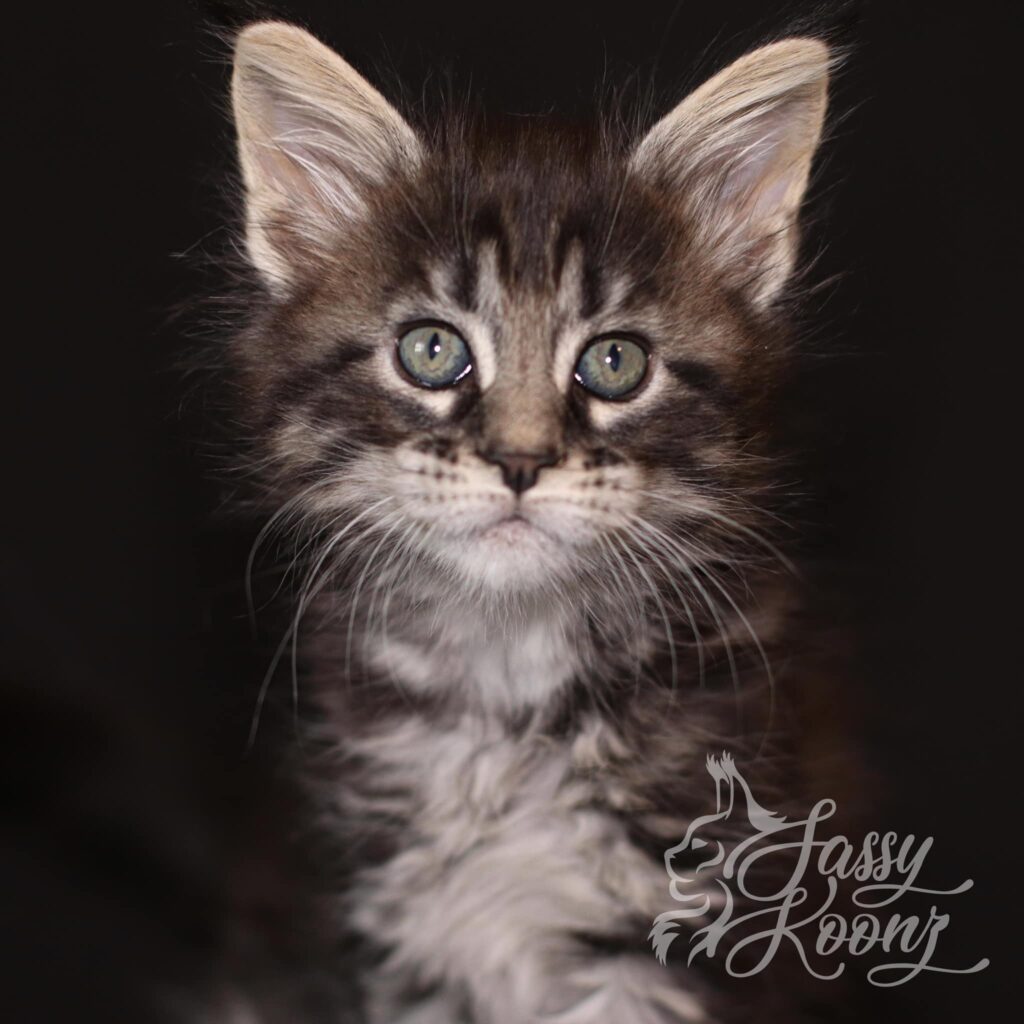 black-silver-maine-coon-kitten-girl-madalaine ⋆ Sassy Koonz Maine Coon Cattery black silver maine coon kitten girl madalaine