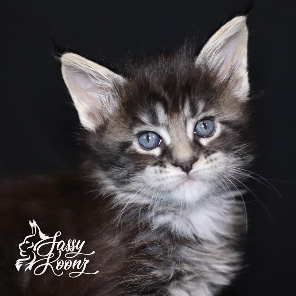 black-silver-ticked-tabby-madaline ⋆ Sassy Koonz Maine Coon Cattery black silver ticked tabby maine coon