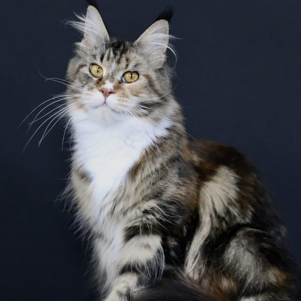 black-torbie-kleo-maine-coon ⋆ Sassy Koonz Maine Coon Cattery black torbie maine coon kleopatra