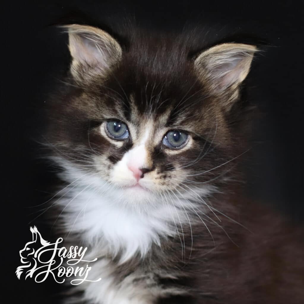 junkyard-dog-maine-coon-kittens-for-sale ⋆ Sassy Koonz Maine Coon Cattery junkyard dog maine coon kittens for sale