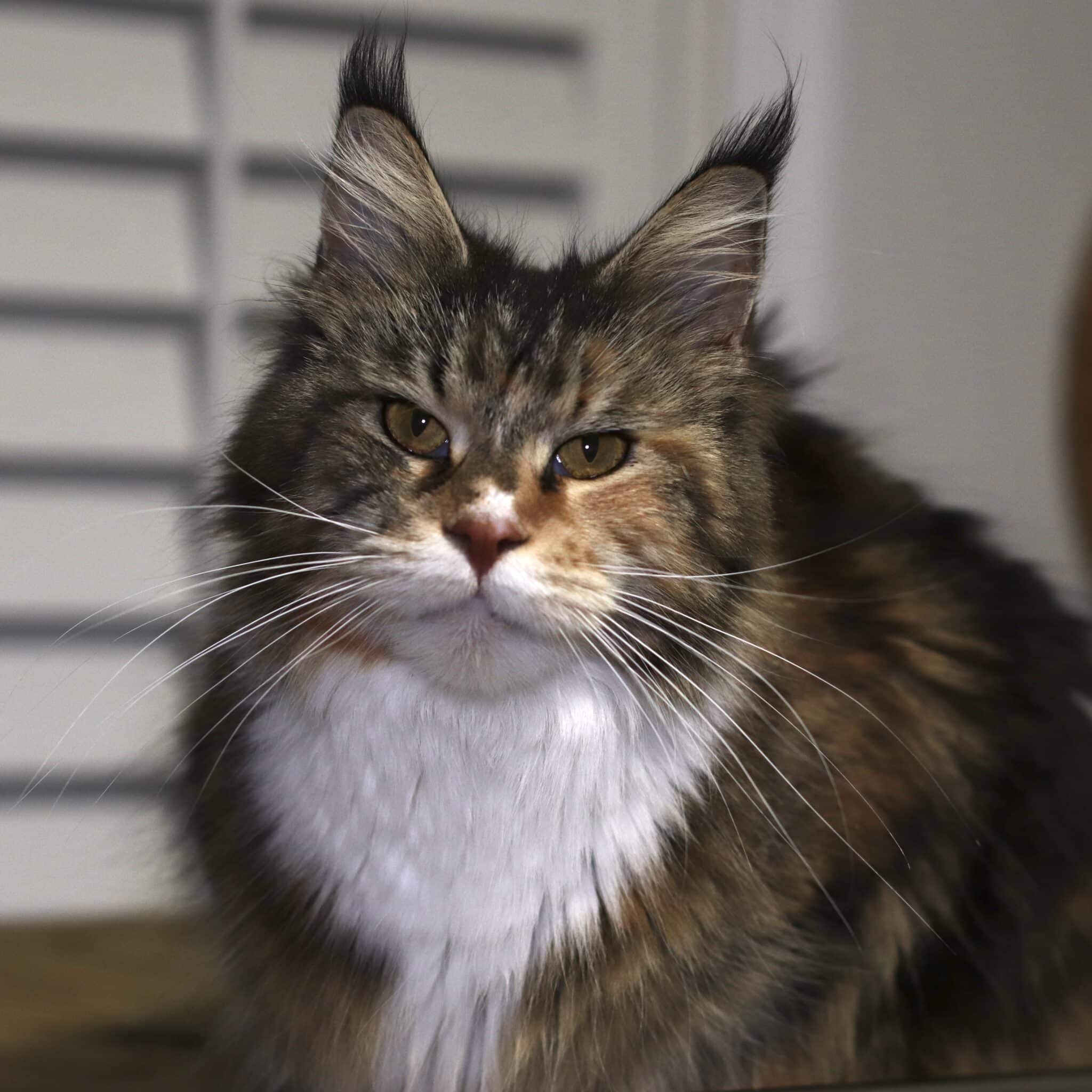 maine coon adult female kleo retiree