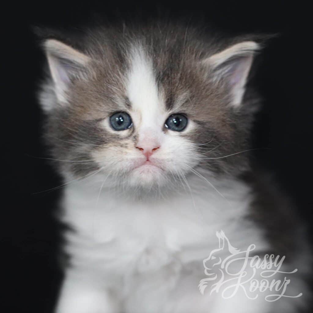 maine-coon-blue-tabby-white-juggalo-mugshot ⋆ Sassy Koonz Maine Coon Cattery maine coon blue tabby white juggalo mugshot