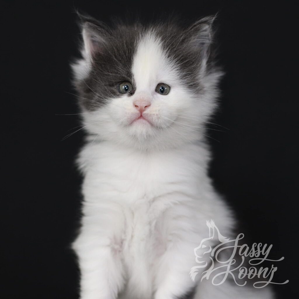 maine-coon-blue-white-kitten-yum-yum ⋆ Sassy Koonz Maine Coon Cattery maine coon blue white kitten yum yum