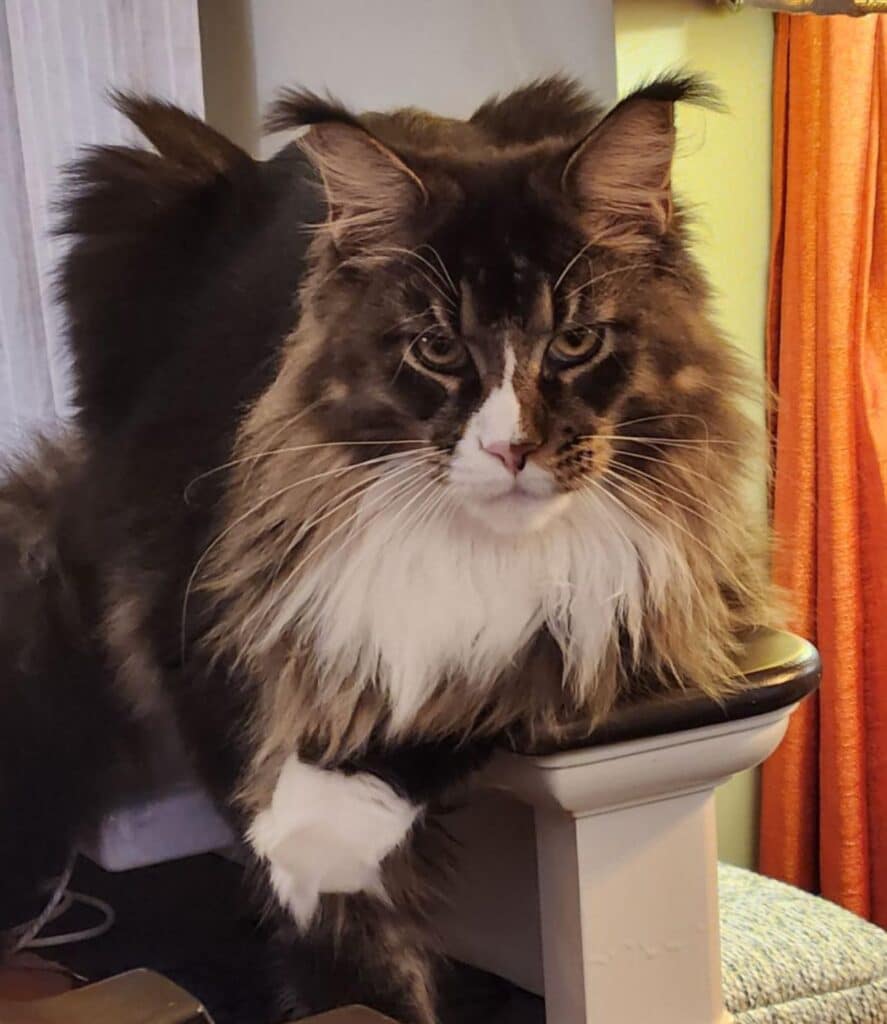 maine-coon-cat-black-ticked-tabby-junkyard-dog-adult ⋆ Sassy Koonz Maine Coon Cattery maine coon cat black ticked tabby junkyard dog adult