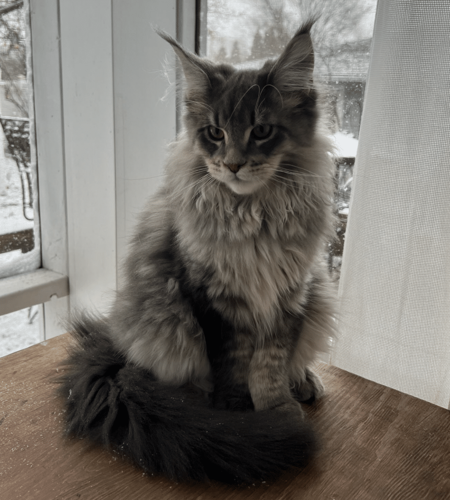 maine coon cat florida ringmaster fluffy kitten