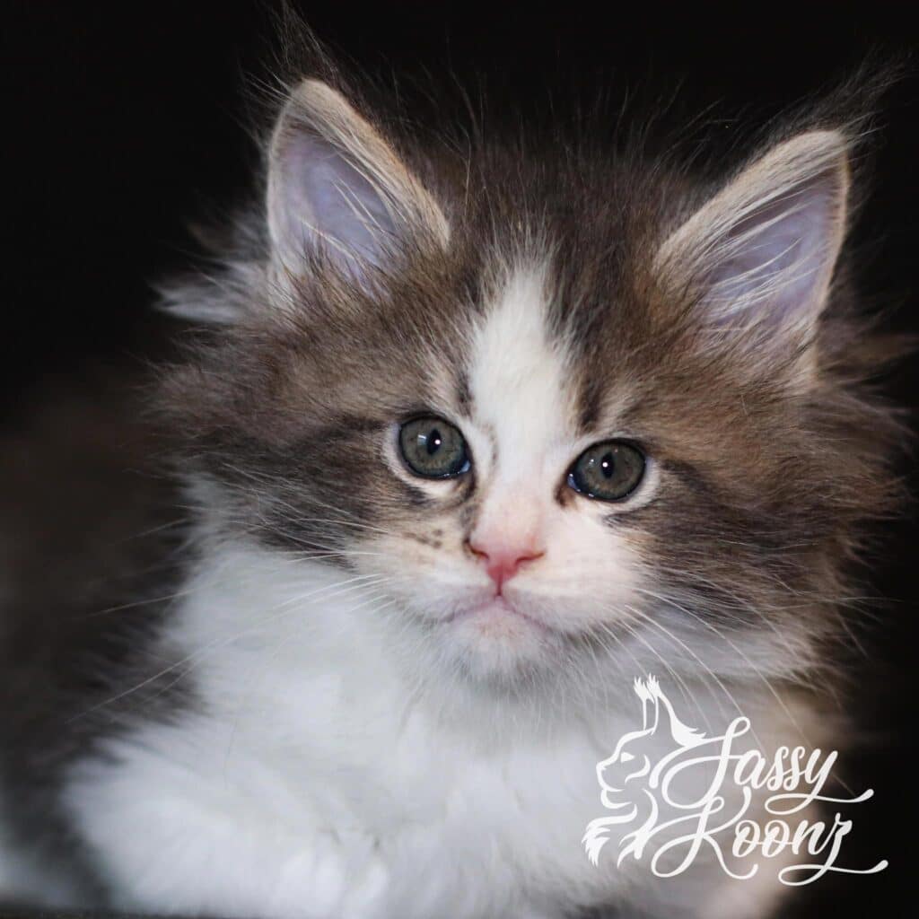 maine-coon-cat-juggalo-kitten-7-weeks-old ⋆ Sassy Koonz Maine Coon Cattery maine coon cat juggalo 7 weeks old