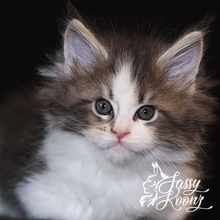 maine coon cat juggalo 7 weeks old