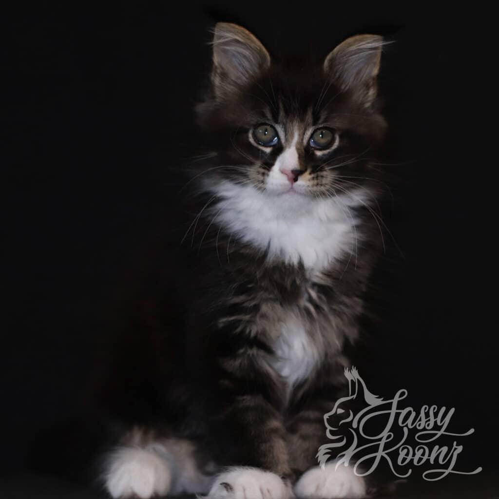 maine-coon-cat-junkyard-dog-black-tabby ⋆ Sassy Koonz Maine Coon Cattery maine coon cat junkyard dog black tabby