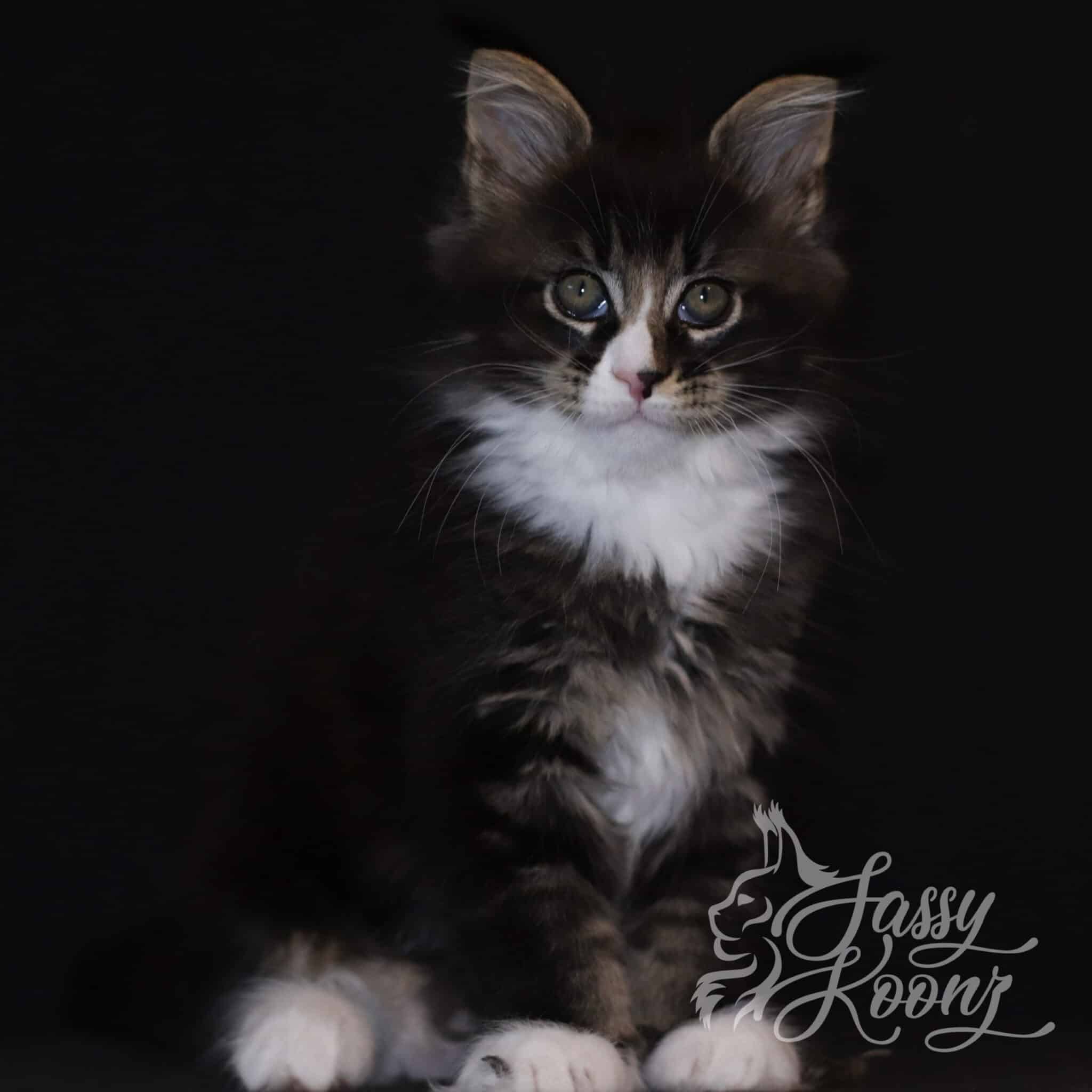 その他 Psychedelic Maine Coon Cat DAC Psychedelic Maine Coon Cat – Diamond Art Club