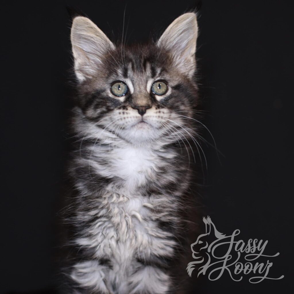 maine-coon-cat-madalaine-9-weeks-old ⋆ Sassy Koonz Maine Coon Cattery maine coon cat madalaine 9 week sold