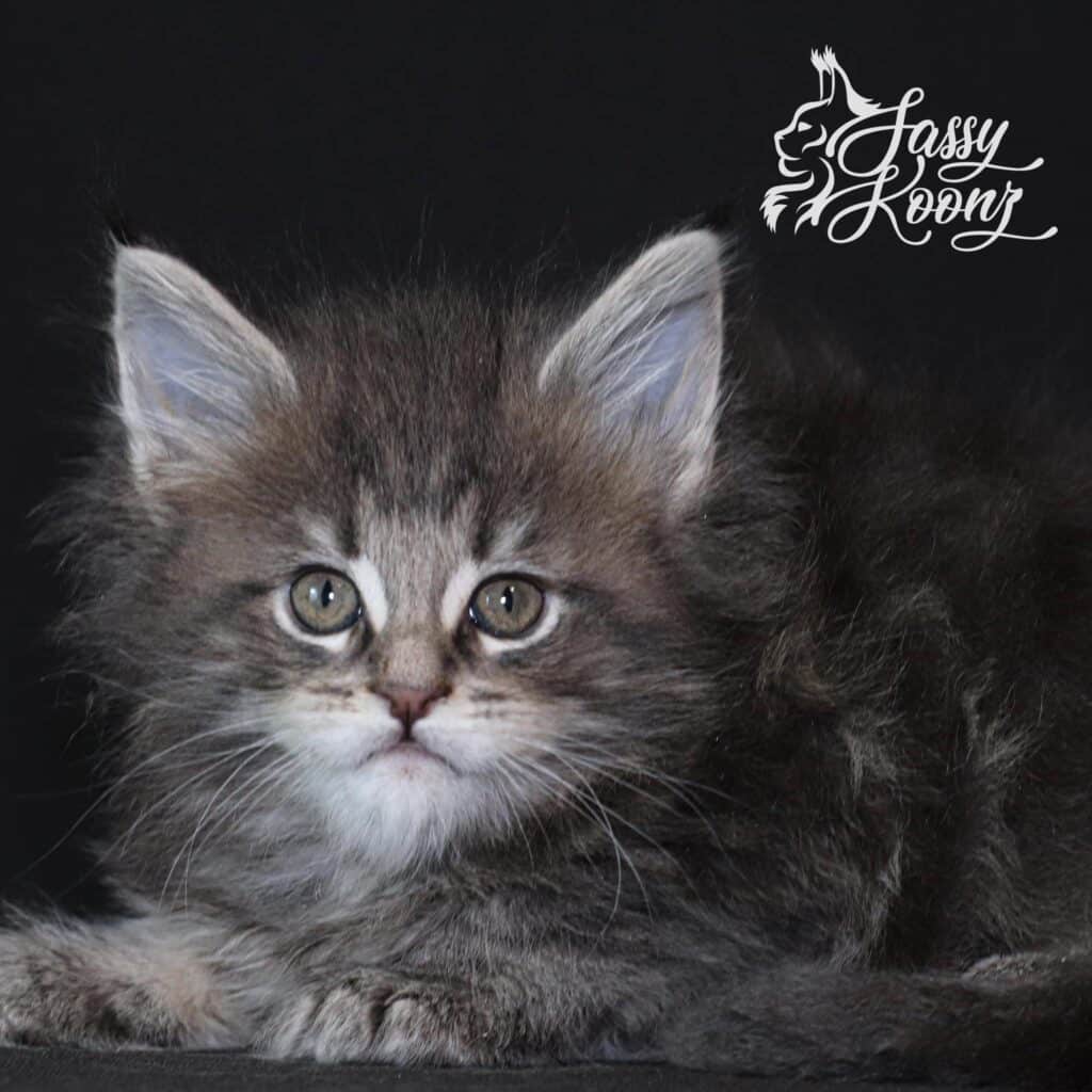 maine-coon-kitten-for-sale-blue-tabby-ringmaster ⋆ Sassy Koonz Maine Coon Cattery maine coon kitten for sale blue tabby ringmaster
