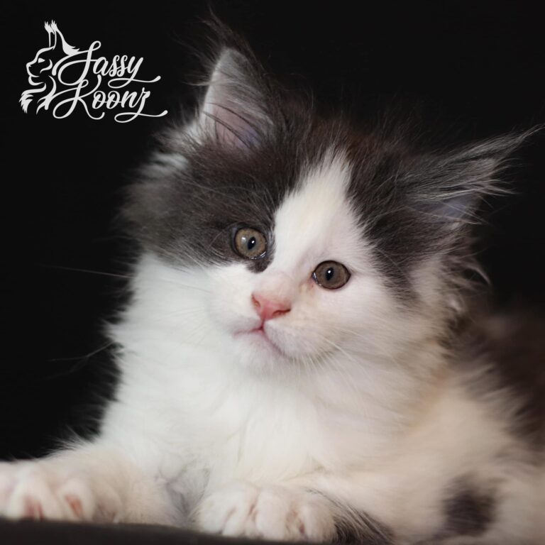 maine coon kitten for sale yum yum