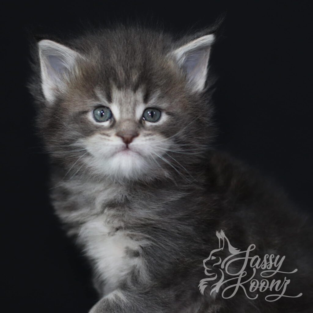 maine-coon-ringmaster-blue-tabby ⋆ Sassy Koonz Maine Coon Cattery maine coon ringmaster blue tabby