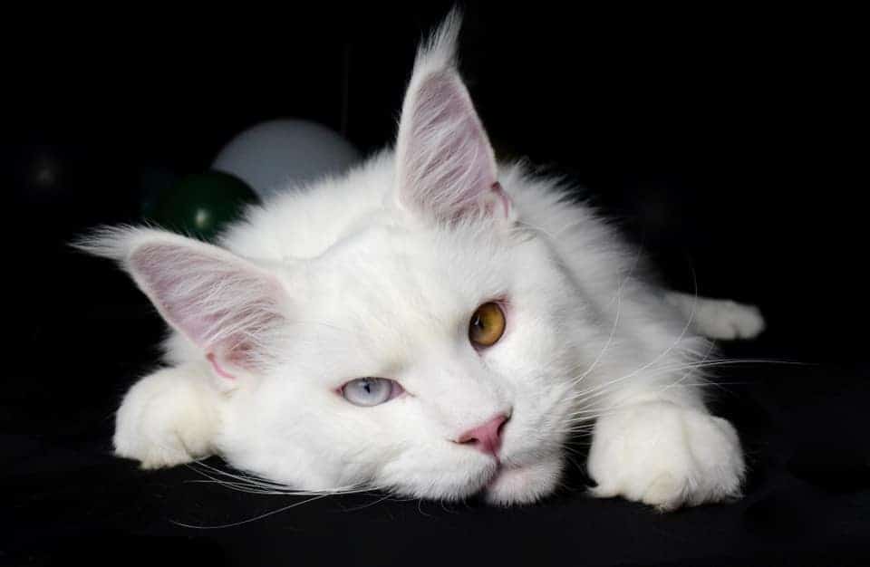White Maine Coon Cat with Heterochromia ⋆ Sassy Koonz Maine Coon Cattery maine copn price odd eyed white cat
