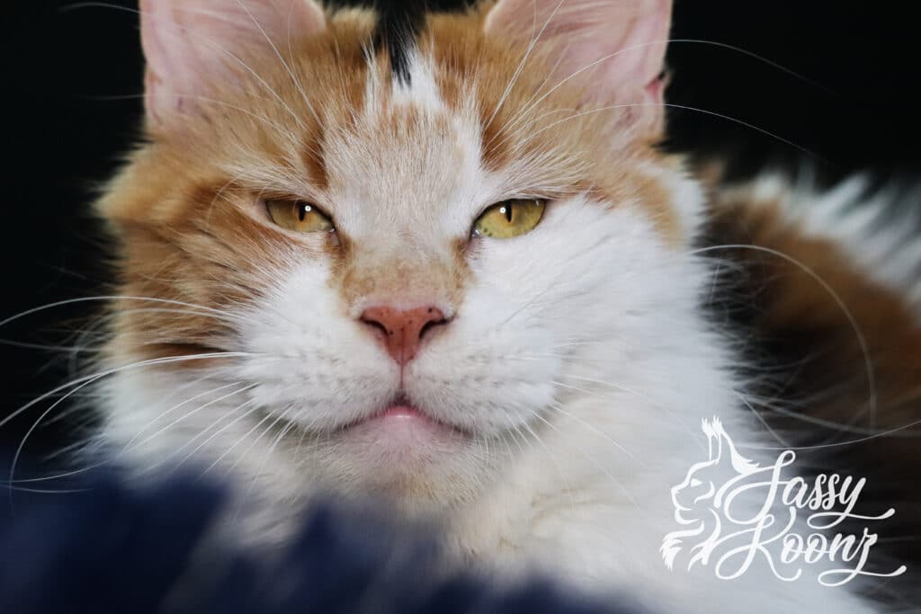 Sassy Koonz Kimmie at 2 Years old ⋆ Sassy Koonz Maine Coon Cattery maine coon cat female calico kimmie 2 years old face