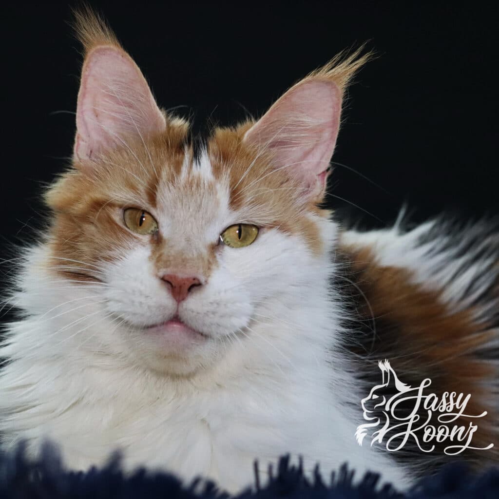 Maine-Coon-Cat-Female-Kimmie-2-Years- ⋆ Sassy Koonz Maine Coon Cattery maine coon cat female kimmie 2 years ol