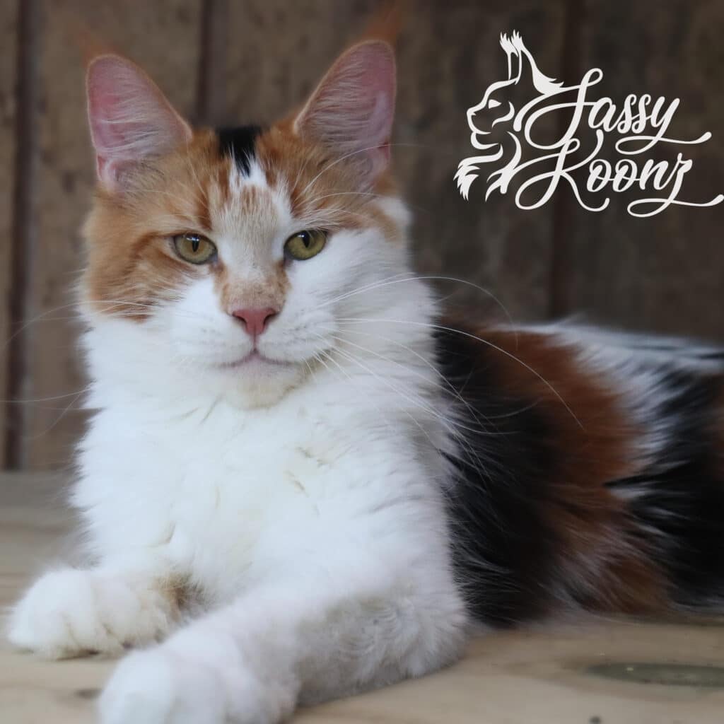 Sassy-Koonz-Kimmie-Calico-1-Year ⋆ Sassy Koonz Maine Coon Cattery sassy koonz kimmie calico maine coon