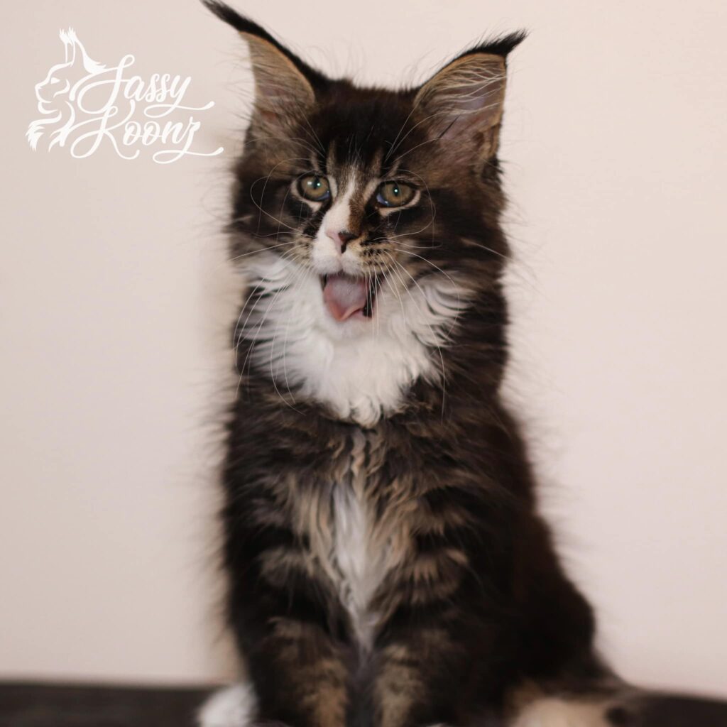 big-maine-coon-kitten-11-weeks-old ⋆ Sassy Koonz Maine Coon Cattery big maine coon kitten 11 weeks old junkyard dog