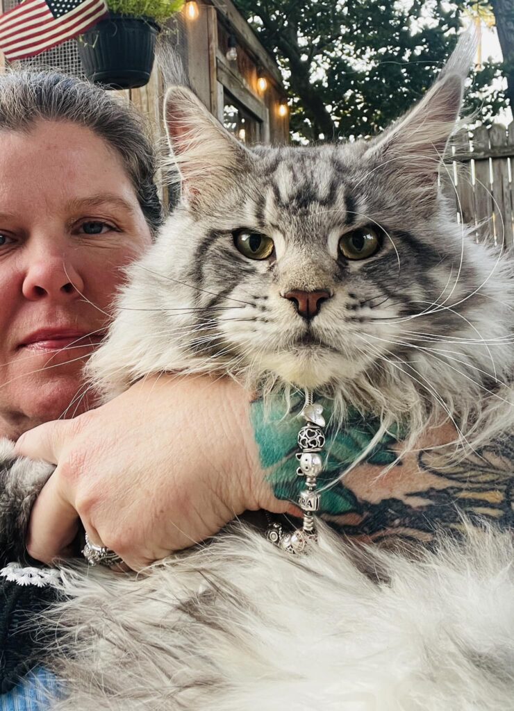 black-silver-maine-coon-tank-tracy-florida ⋆ Sassy Koonz Maine Coon Cattery black silver maine coon tank tracy